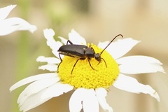 Lepturini