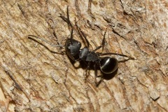 Polyrhachis phryne