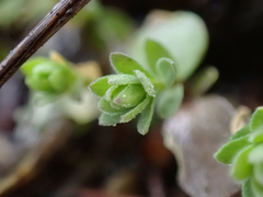 Hypericum anagalloides