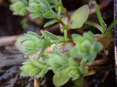 Hypericum anagalloides