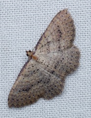 Chrysolarentia microcyma