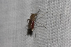 Coquillettidia linealis