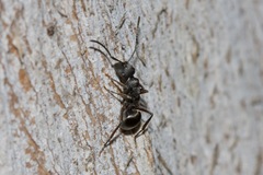 Polyrhachis phryne