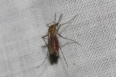 Coquillettidia linealis