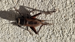 Teleogryllus commodus