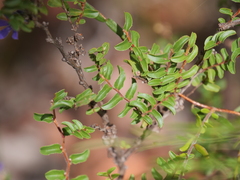 Billardiera variifolia