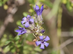 Billardiera variifolia