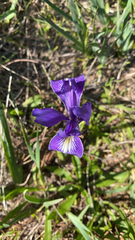 Iris douglasiana