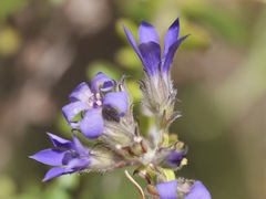 Billardiera variifolia