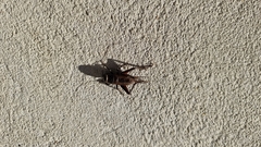 Teleogryllus commodus