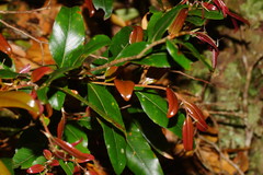 Nothofagus moorei