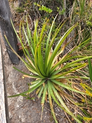Puya