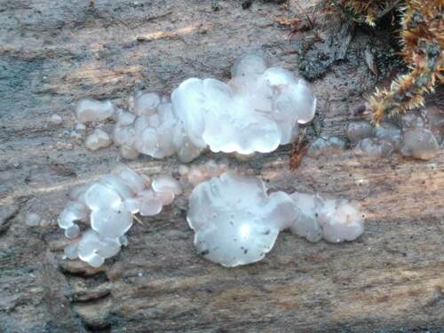 Myxarium nucleatum nuotrauka