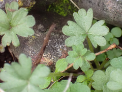 Lithophragma parviflorum