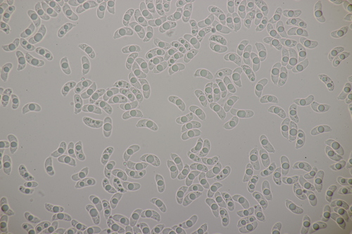 Myxarium nucleatum nuotrauka