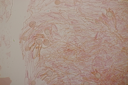 Myxarium nucleatum nuotrauka