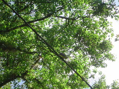 Pitangus sulphuratus