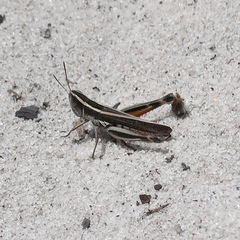 Macrotona australis