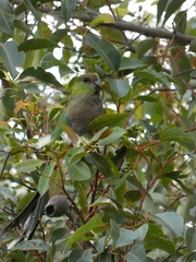 Purpureicephalus spurius