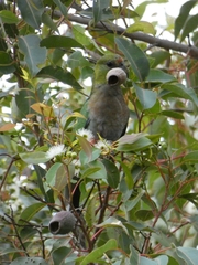 Purpureicephalus spurius