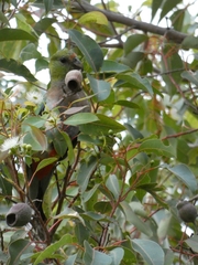 Purpureicephalus spurius