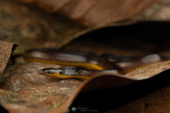 Atractus modestus