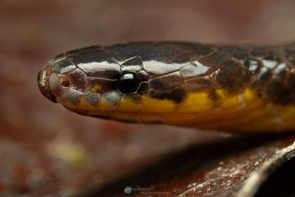 Modest Ground Snake
