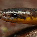 Modest Ground Snake - Photo (c) Ross Maynard, some rights reserved (CC BY-NC), uploaded by Ross Maynard