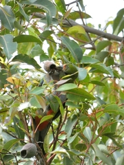 Purpureicephalus spurius