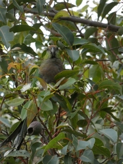 Purpureicephalus spurius