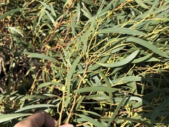 Eucalyptus nitida
