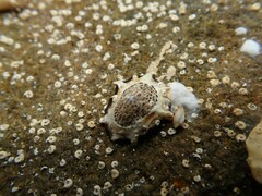 Patelloida latistrigata