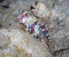 Synchiropus morrisoni