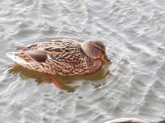 Anas platyrhynchos
