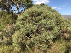 Eucalyptus nitida