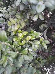 Buxus