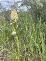Toxicoscordion paniculatum