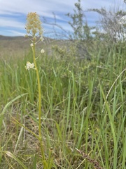 Toxicoscordion paniculatum