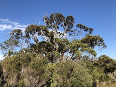 Eucalyptus nitida