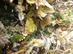 Sonderophycus capensis