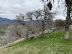 Aesculus californica