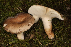 Hypomyces australis