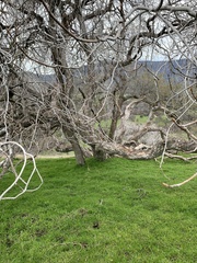 Aesculus californica