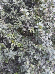 Buxus