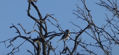 Lanius borealis