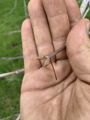 Aesculus californica