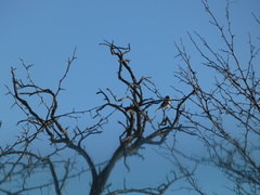 Lanius borealis