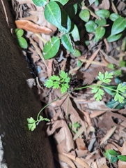 Chaerophyllum tainturieri