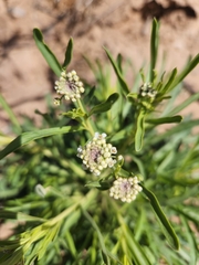 Lepidium alyssoides