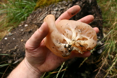 Peziza echinospora